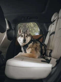 Thule Cappy Dog Harness Black - S